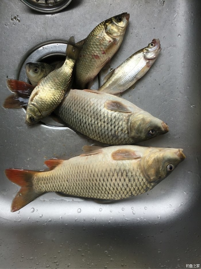 鯉魚餌料排行榜第一名_鯉魚餌料配方野釣_鯉魚餌料
