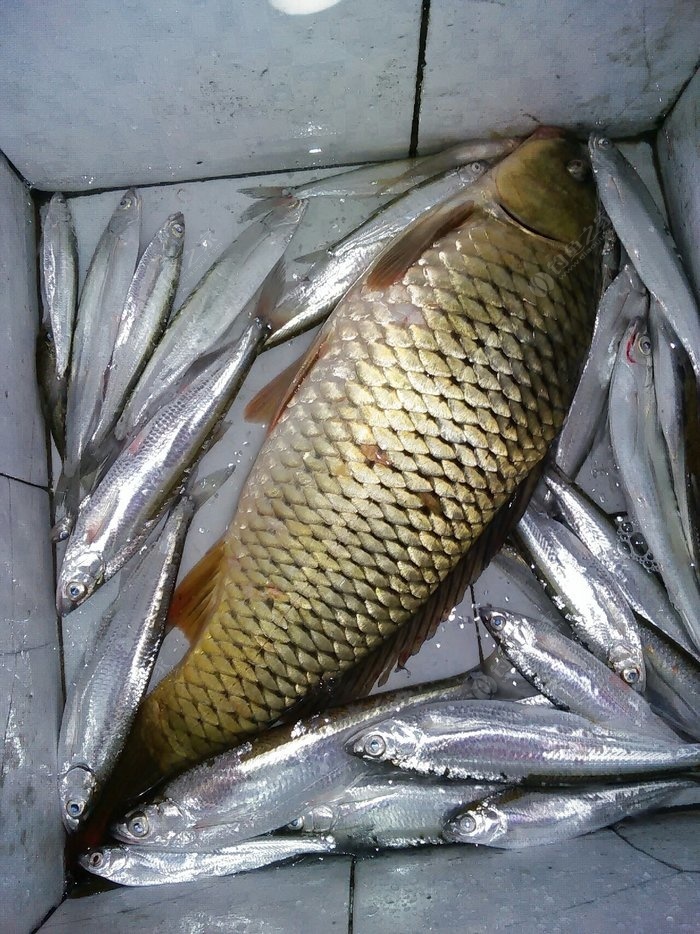 鯉魚餌料配方野釣_鯉魚餌料排行榜第一名_鯉魚餌料
