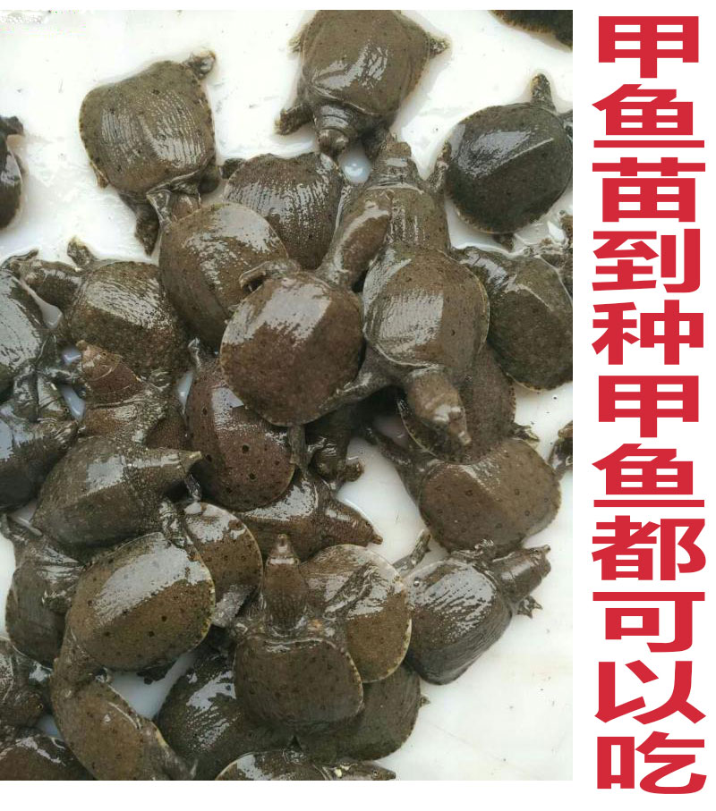甲魚養殖_養殖甲魚需要什么條件_養殖甲魚有營養價值嗎