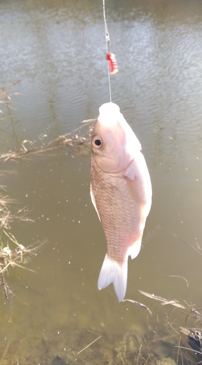 手竿釣魚教學_手竿釣魚技巧_釣魚技巧手竿視頻