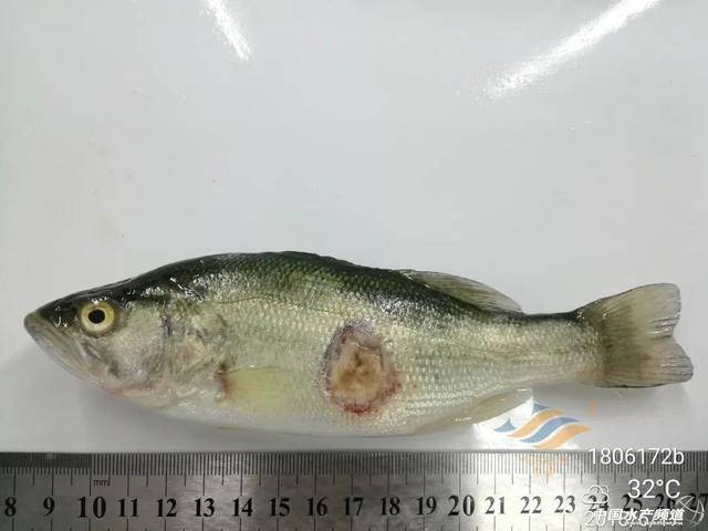 鱸魚吃不吃肉_鱸魚不好_鱸魚為何要少吃