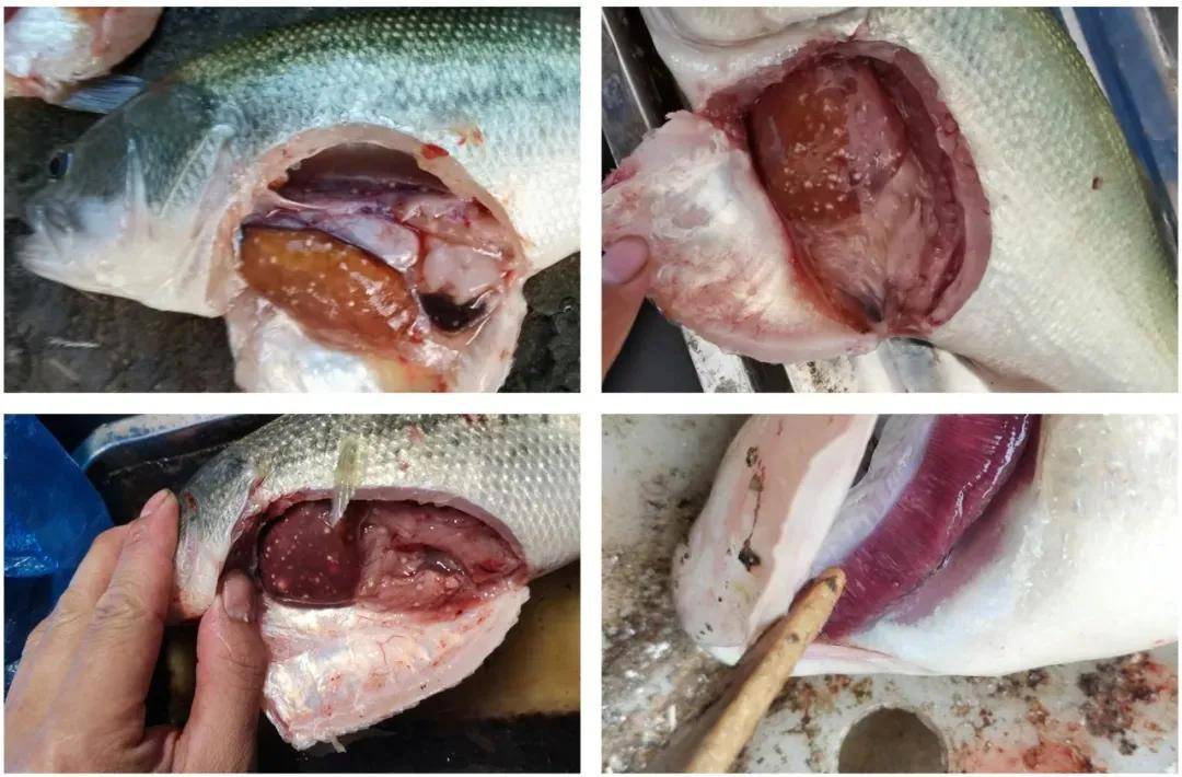 鱸魚不好_鱸魚吃不吃肉_鱸魚為何要少吃