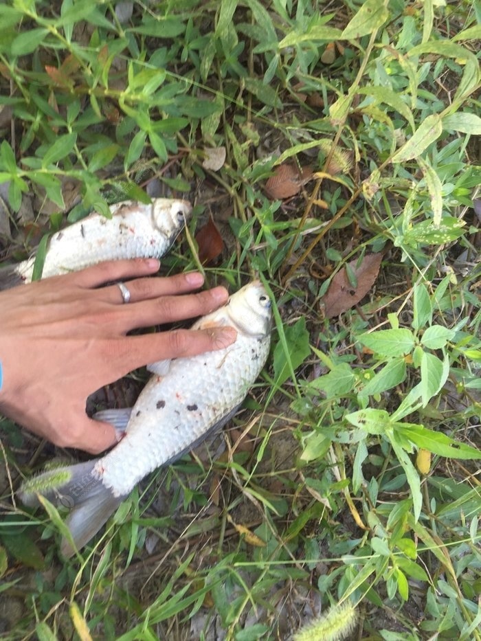 釣水庫大魚實用技術_釣水庫大魚用什么樣的魚竿_水庫釣大魚