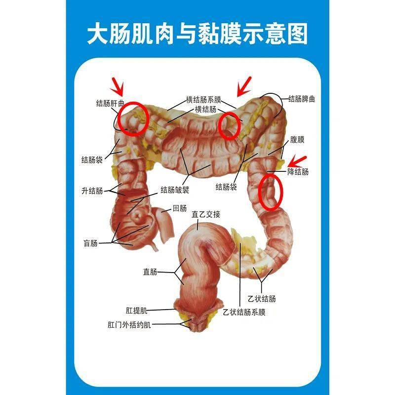 抹香鯨科_抹香鯨是什么科_collecta抹香鯨