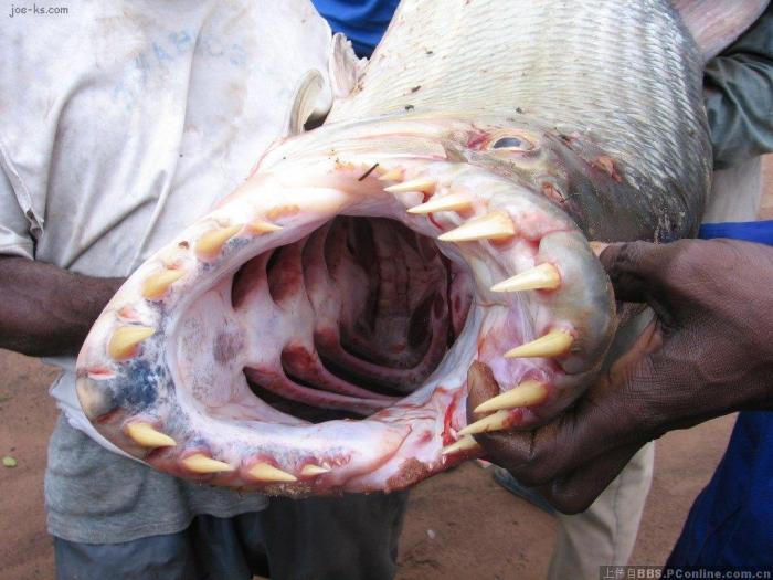 虎紋恐龍王魚_恐龍王魚與虎紋恐龍魚_恐龍王魚虎紋魚圖片