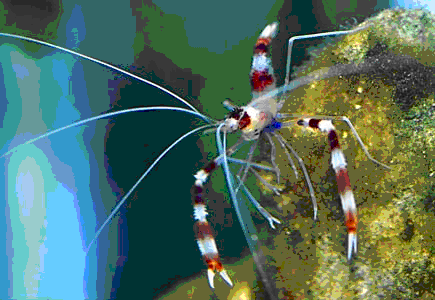 恐龍王魚與虎紋恐龍魚_恐龍王魚虎紋魚圖片_虎紋恐龍王魚