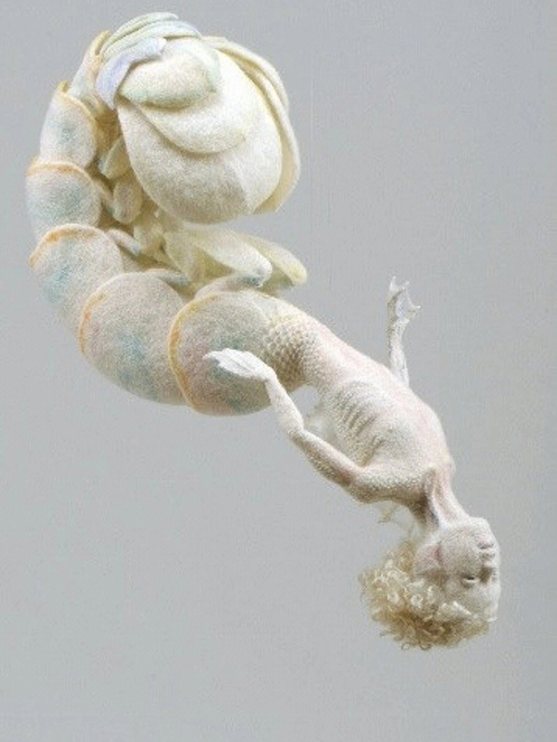 恐龍王魚與虎紋恐龍魚_虎紋恐龍王魚_恐龍王魚虎紋魚圖片