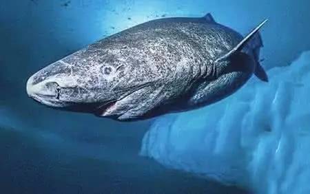 格陵蘭鯊_512歲格陵蘭鯊_1627格陵蘭鯊魚