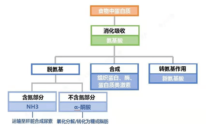 鲅拼音怎么讀_鲅魚的拼音怎么讀_鲅魚讀音