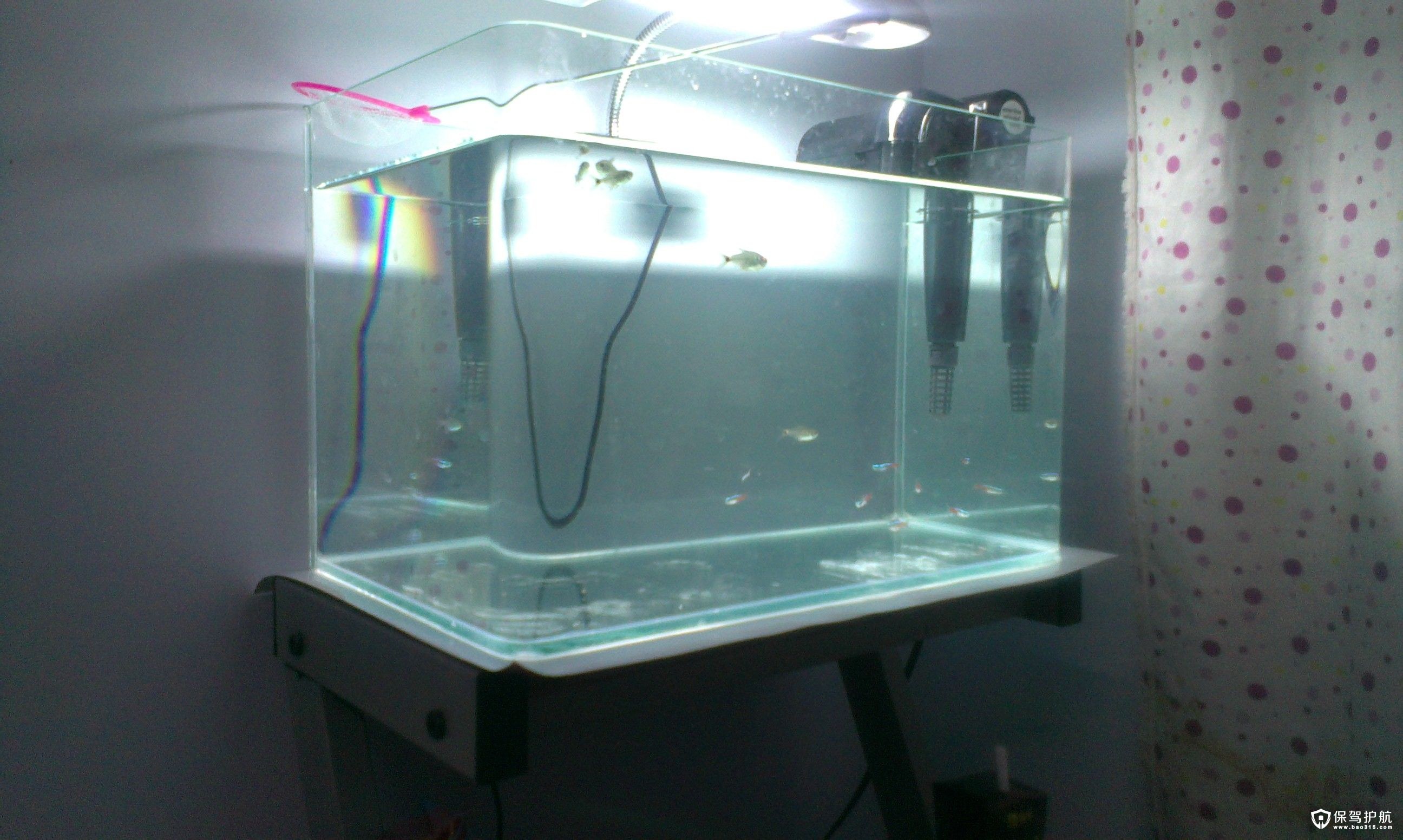 黑鸚鵡魚變白怎么辦_鸚鵡魚變黑_小鸚鵡魚變黑