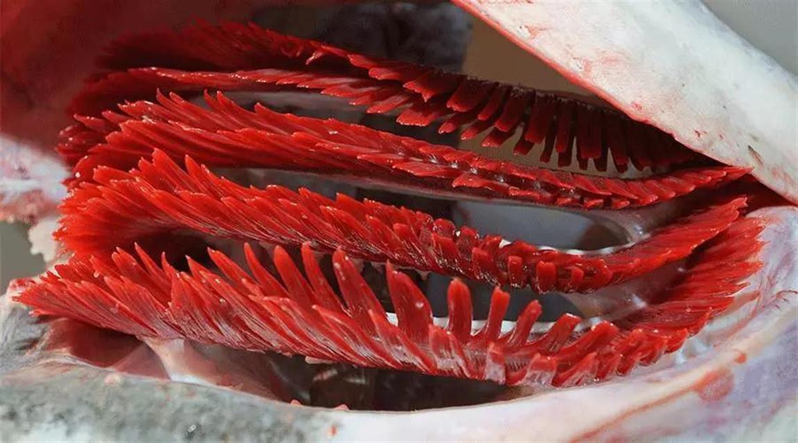 魚的心臟在哪_心臟魚嘴狀_心臟魚油