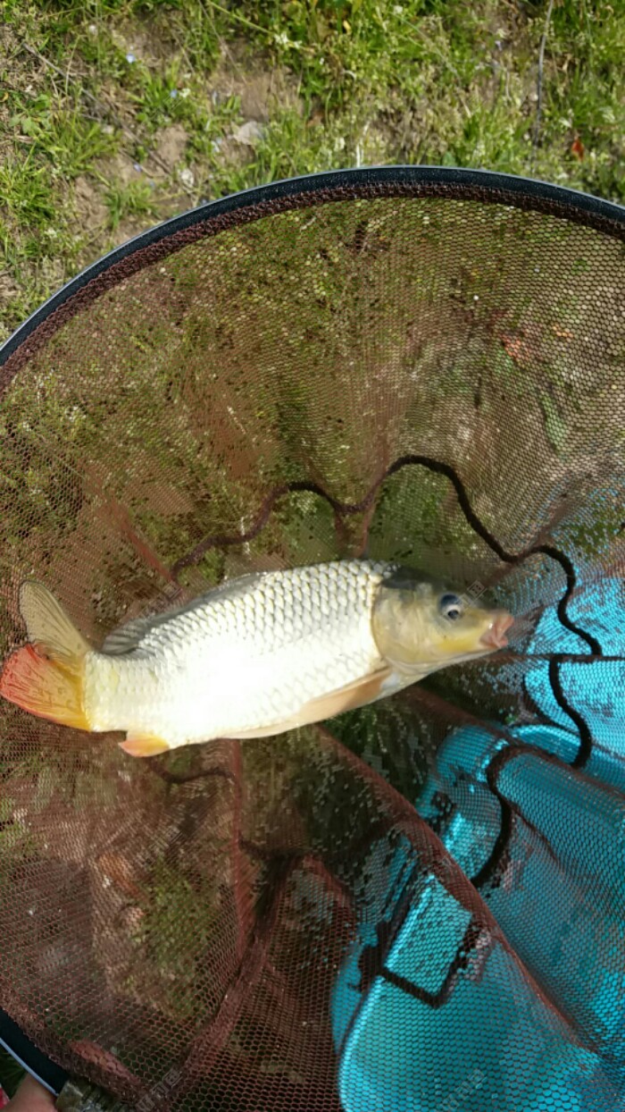 釣鯉魚秋天用什么餌好_秋釣鯉魚_釣鯉魚秋冬季使用什么餌料