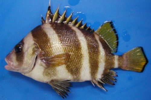 魚吃清道夫會死嗎_魚吃清道夫卡住了_清道夫魚為什么不能吃