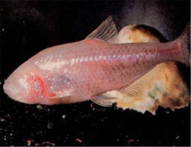 魚吃清道夫會死嗎_魚吃清道夫卡住了_清道夫魚為什么不能吃