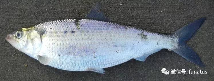 魚吃清道夫會死嗎_魚吃清道夫卡住了_清道夫魚為什么不能吃