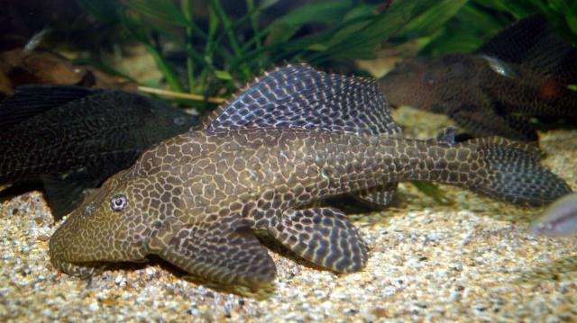 魚吃清道夫是怎么回事_清道夫魚為什么不能吃_魚吃清道夫是不是餓的