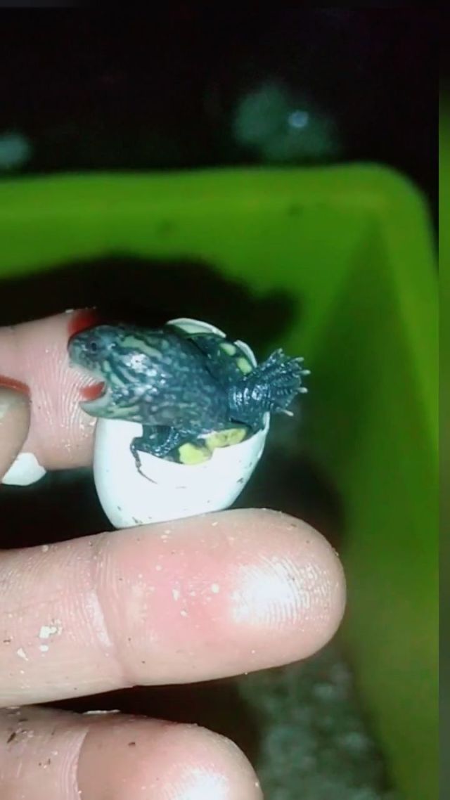 甲魚蛋孵化_孵化甲魚蛋視頻_孵化甲魚蛋多長時間能出殼