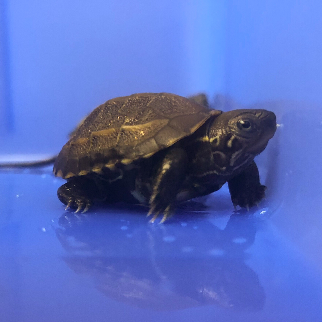 甲魚蛋孵化_孵化甲魚蛋視頻_孵化甲魚蛋多長時間能出殼