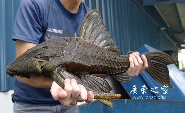 魚吃清道夫嗎_清道夫魚為什么不能吃_魚吃清道夫是不是餓的