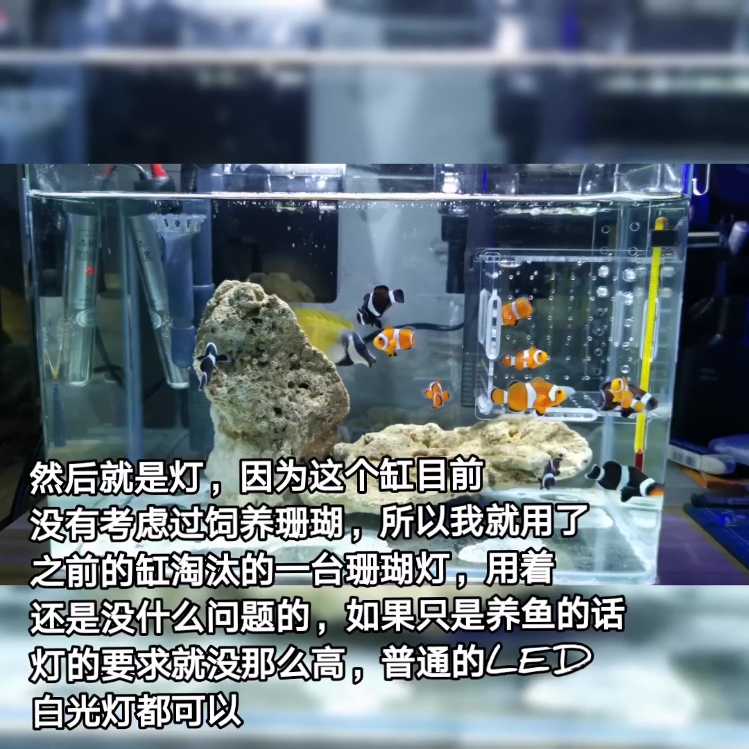 公子小丑多大繁殖_公子小丑_公子小丑魚喜歡什么海葵