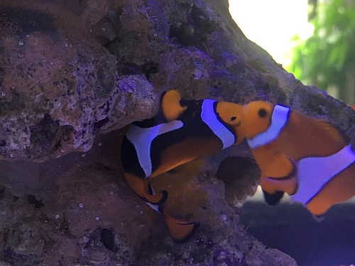 公子小丑_公子小丑魚的資料_公子小丑能和哪些小丑一起養