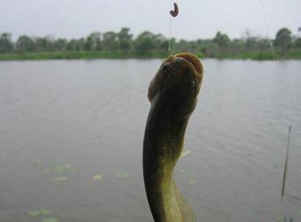 鯰魚會吃_八須鯰魚為什么不能吃_鯰魚吃好嗎