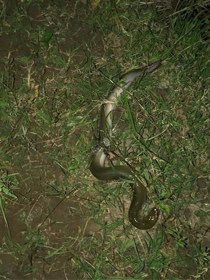鯰魚吃好嗎_鯰魚會吃_八須鯰魚為什么不能吃