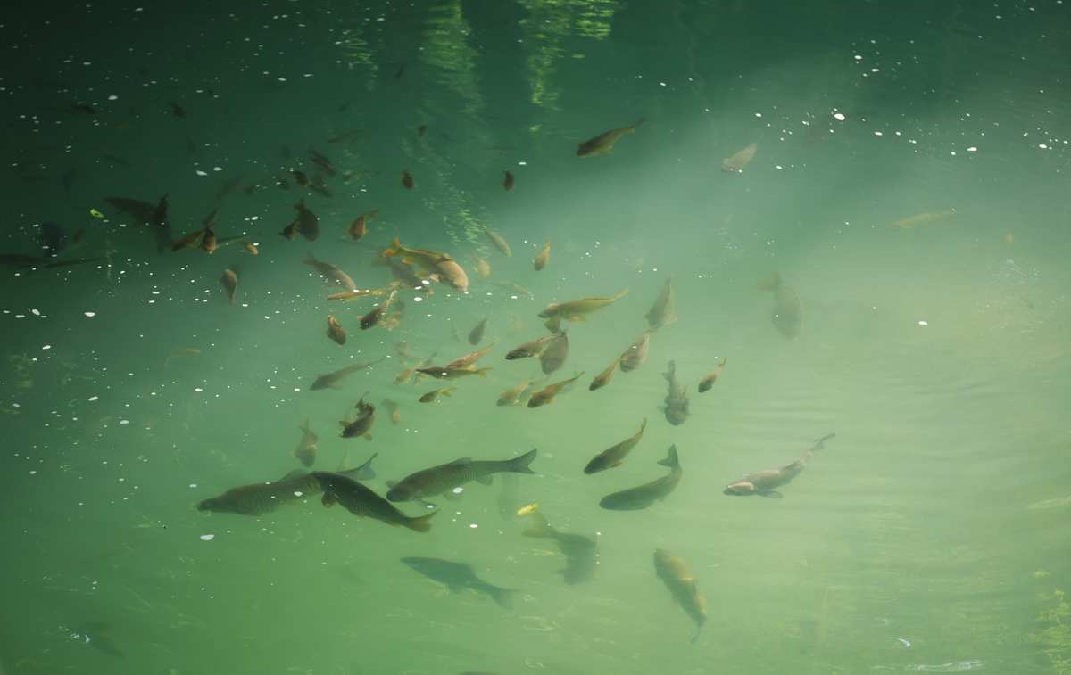 鯉魚噴泉造型_鯉魚噴泉_鯉魚噴泉設計圖
