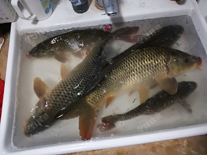 釣鯉魚用什么餌料_釣鯉魚餌料用什么好_釣鯉魚餌料用什么鉤