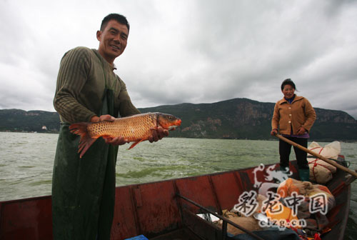 滇池金線魚最新消息_滇池金線鲃_滇池金線魚僅分布在云南的哪里