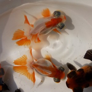金魚品種大全及圖解_金魚品種圖片大全介紹圖解_金魚品種
