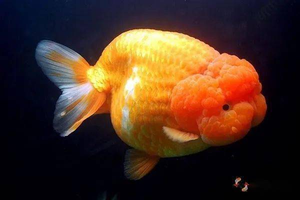金魚品種大全及圖解_金魚品種圖片大全介紹_金魚品種