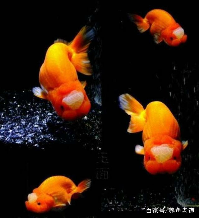 金魚品種_金魚品種大全及圖解_金魚品種圖片大全介紹