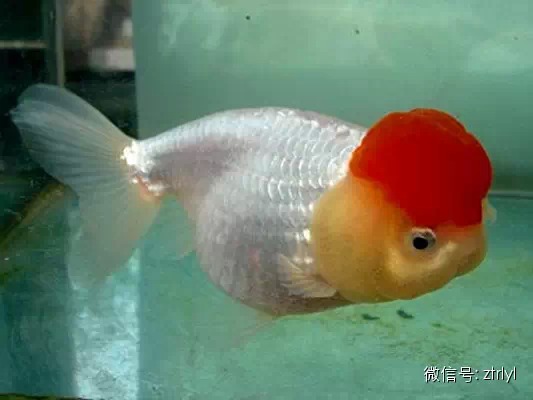 金魚頭瘤的發育有哪些決定性因素呢？？