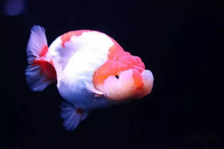 金魚品種介紹_金魚品種_金魚品種大全圖片