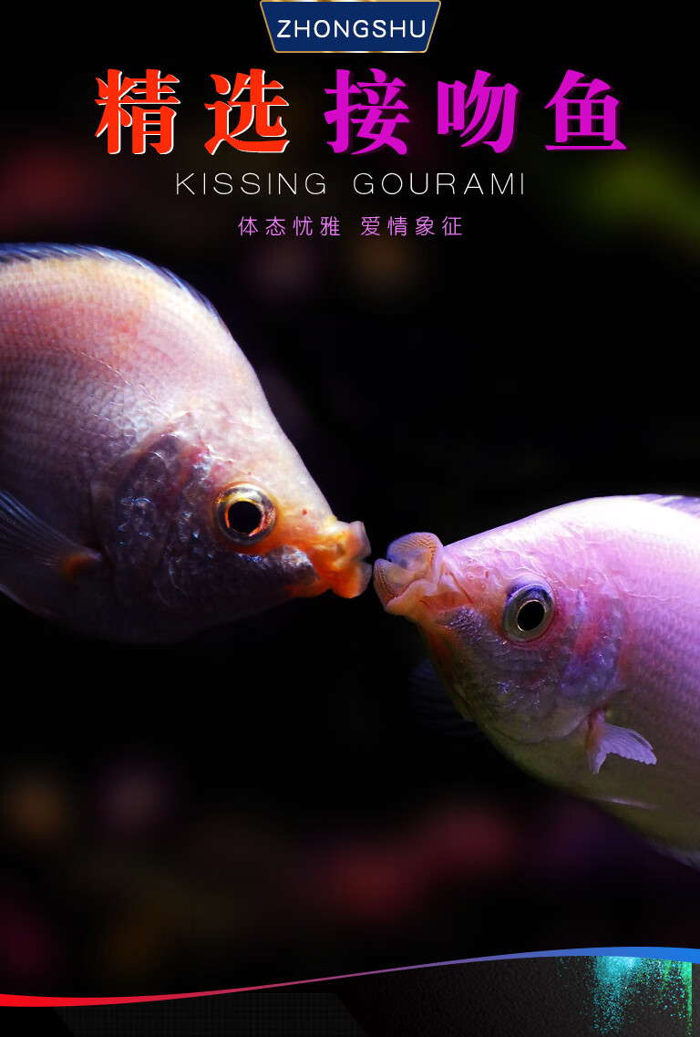 接吻魚飼養_接吻魚怎么養_接吻魚必須養一對嗎