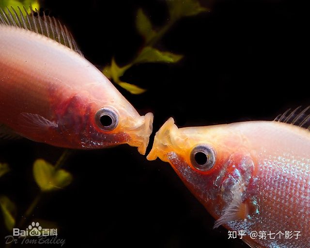 接吻魚怎么養_接吻魚必須養一對嗎_接吻魚養一條會不會死