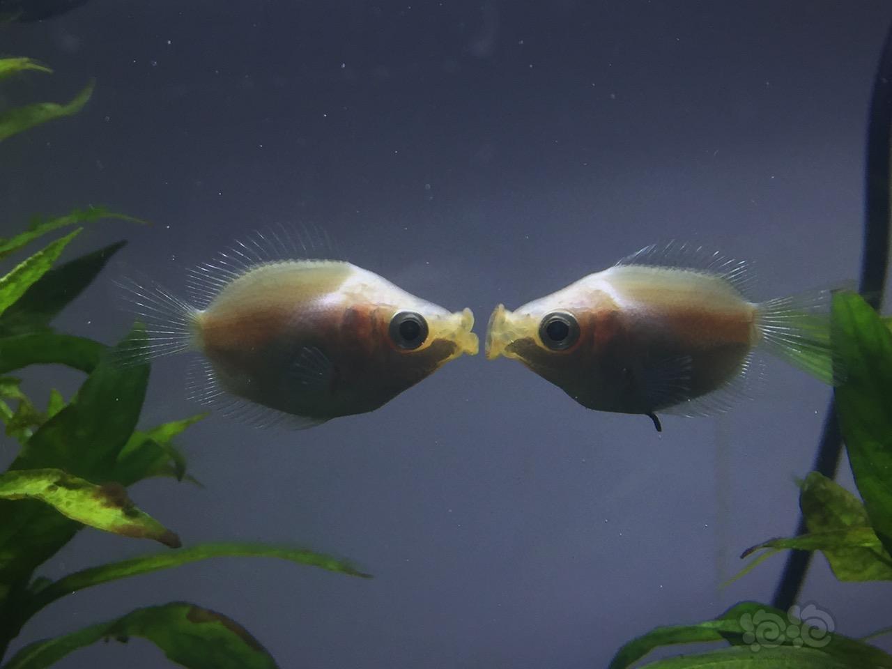接吻魚必須養一對嗎_接吻魚怎么養_接吻魚養一條會不會死