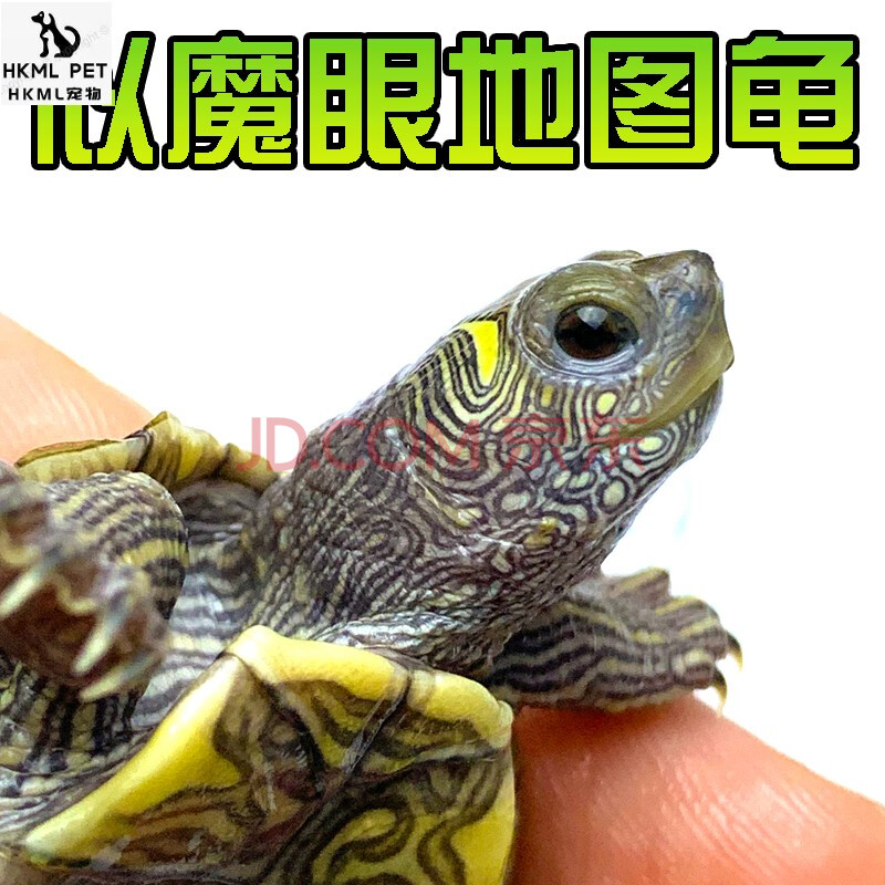 陸龜赫曼能長多大_赫曼陸龜_陸龜赫曼多大下蛋