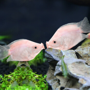 接吻魚必須養一對嗎_接吻魚養一條會不會死_接吻魚怎么養