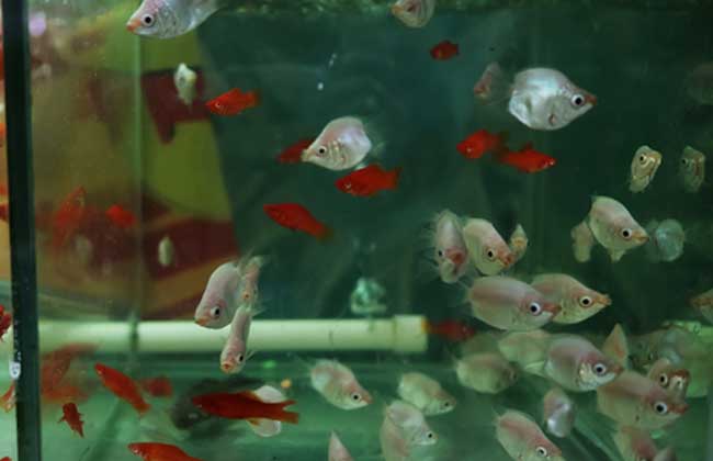 接吻魚必須養一對嗎_接吻魚怎么養_接吻魚養一條會不會死