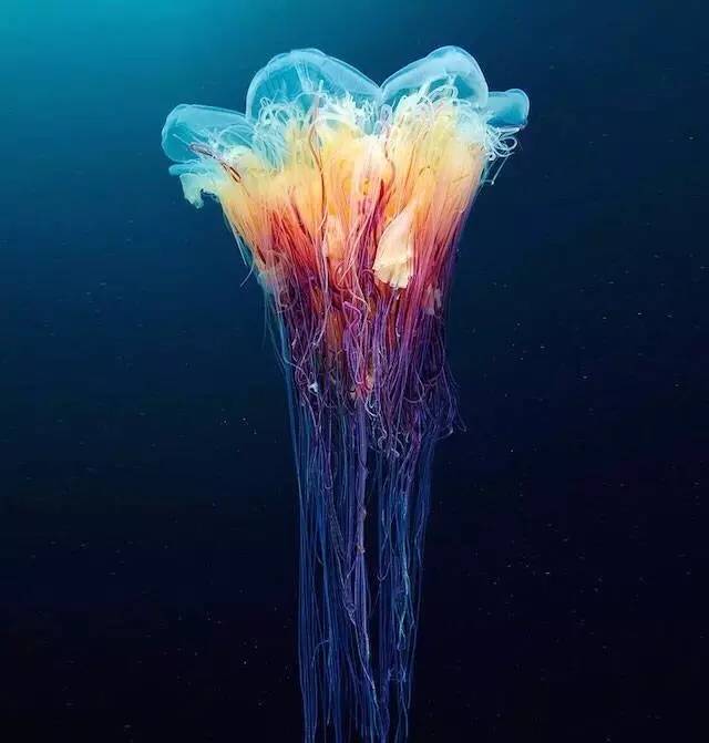 比藍鯨大一億倍的生物_藍鯨微生物_藍鯨生物學分類