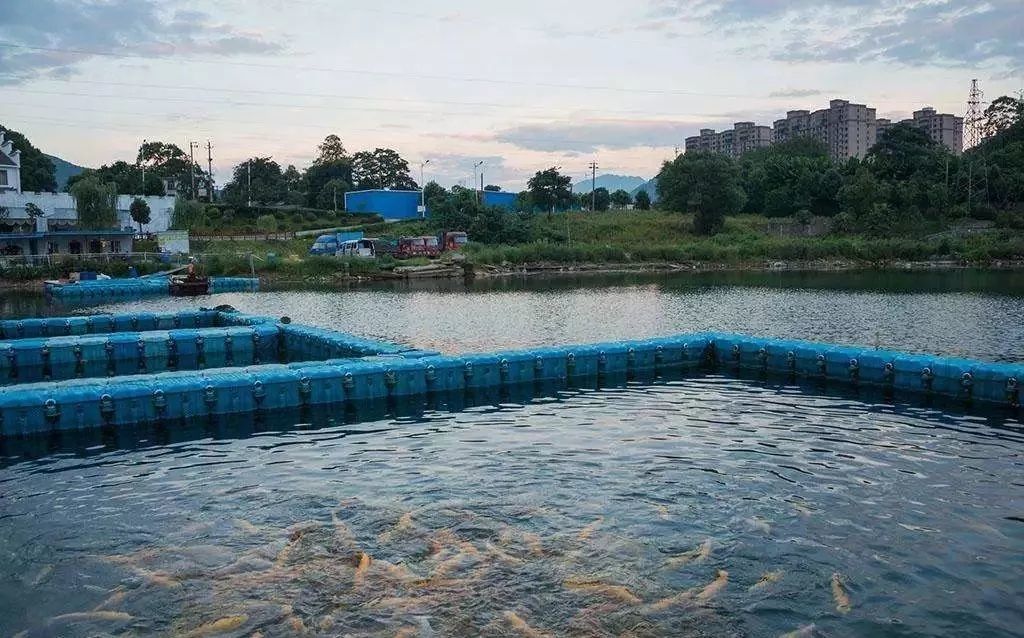 “中國淡水鱸魚之鄉”專家評審會議在湖州召開