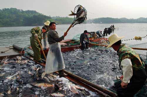 鱸魚產自哪里_鱸魚產自哪里_鱸魚產自哪里