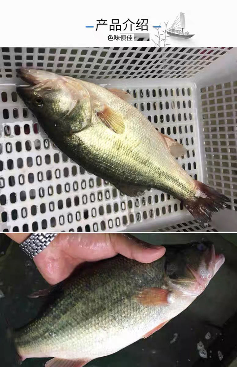 海鱸魚的功效與作用有哪些？淡水魚也有海魚