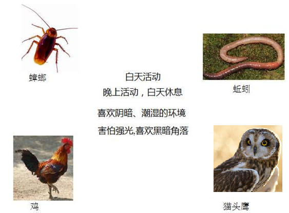 為什么動物要冬眠_冬眠動物準備_冬眠的動物需要進食嗎