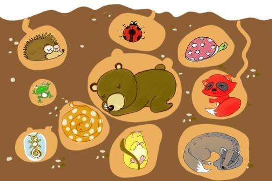 為什么動物要冬眠_冬眠動物準備_冬眠的動物需要進食嗎