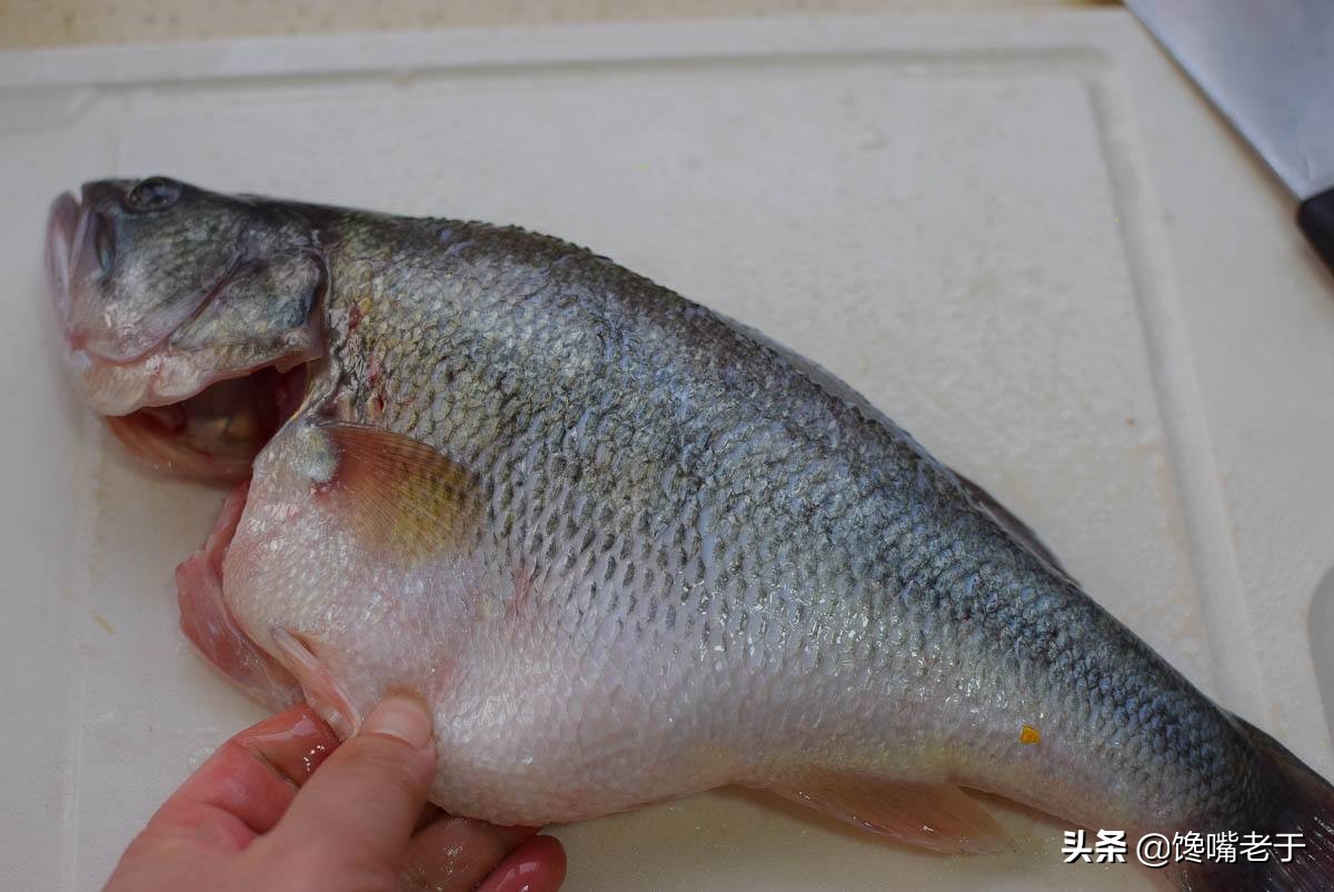 淡水鱸魚_淡水鱸魚的養殖方法_淡水鱸魚圖片