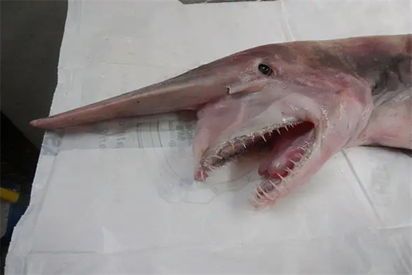 鯊魚是哺乳動物嗎_哺乳動物鯊魚是嗎_哺乳動物鯊魚是什么動物