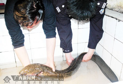 泥鰍區別黃鱔和白鱔_泥鰍跟黃鱔是一個品種嗎_黃鱔和泥鰍的區別
